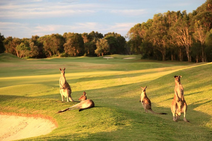 sân golf đẹp nhất Sunshine Coast